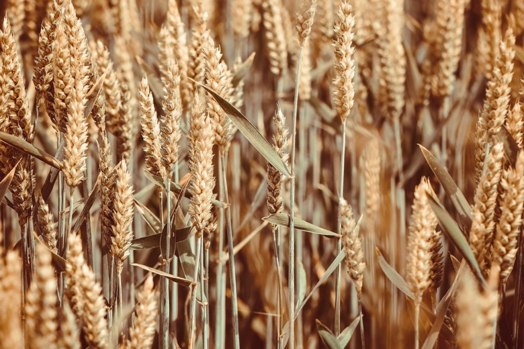 grain, field, wheat-7272712.jpg