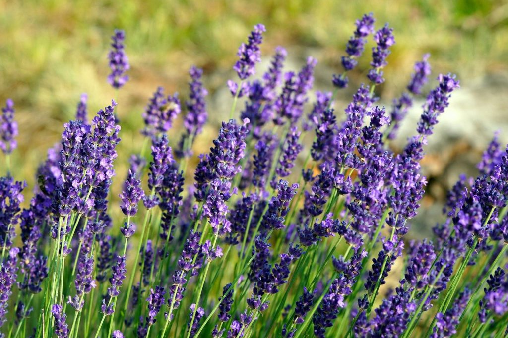 lavender, blossom, bloom-7274290.jpg