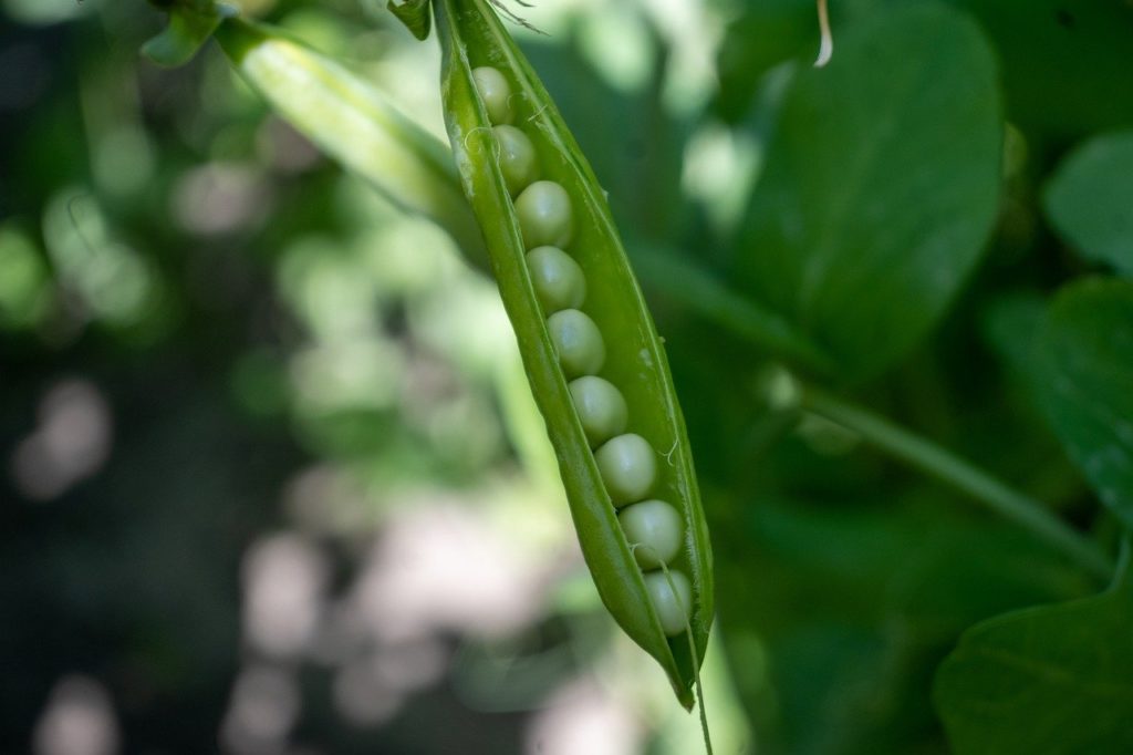 vegetable, green peas, peas-7270551.jpg