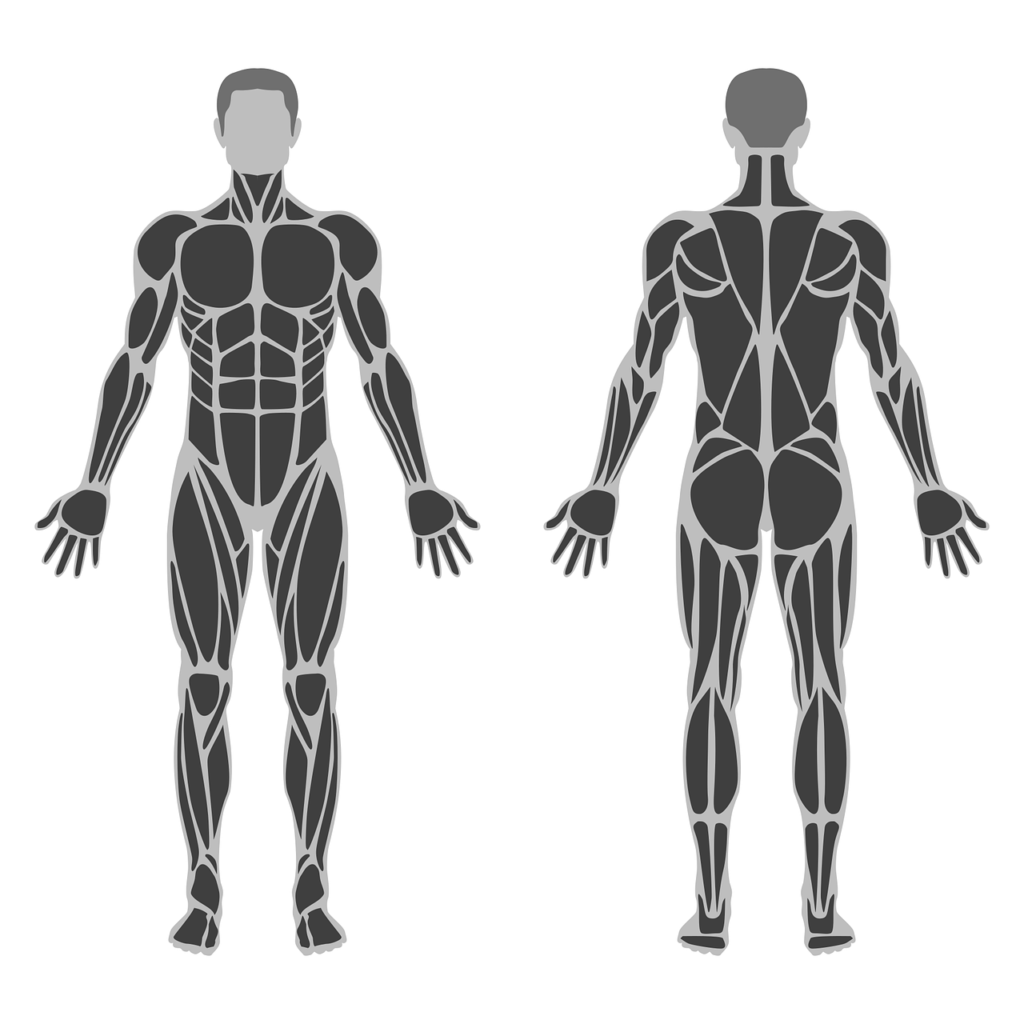 anatomical, anatomy, anatomy chart-6826992.jpg